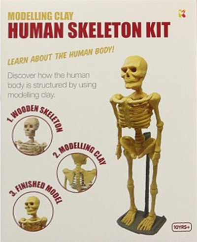 MODEL CLAY KIT HUMAN SKELETON - Various | Delfi knjižare | Sve dobre knjige na jednom mestu